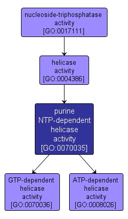 GO:0070035 - purine NTP-dependent helicase activity (interactive image map)