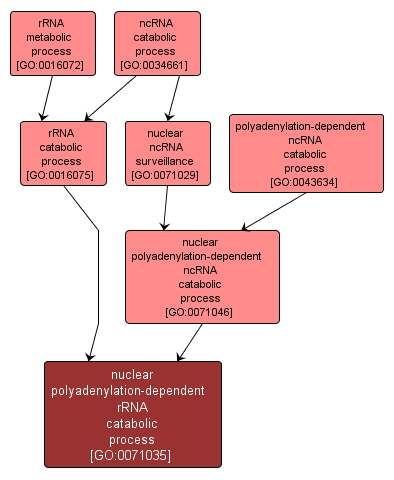 GO:0071035 - nuclear polyadenylation-dependent rRNA catabolic process (interactive image map)