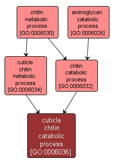 GO:0006036 - cuticle chitin catabolic process (interactive image map)