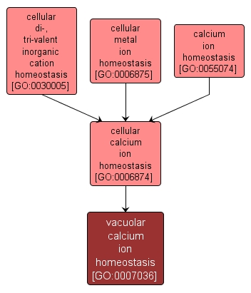 GO:0007036 - vacuolar calcium ion homeostasis (interactive image map)