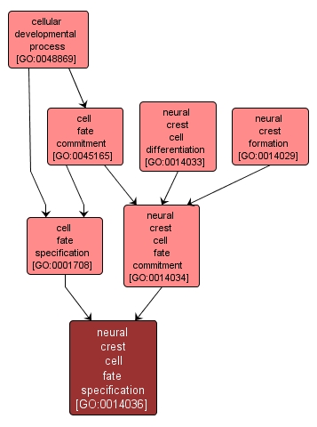 GO:0014036 - neural crest cell fate specification (interactive image map)