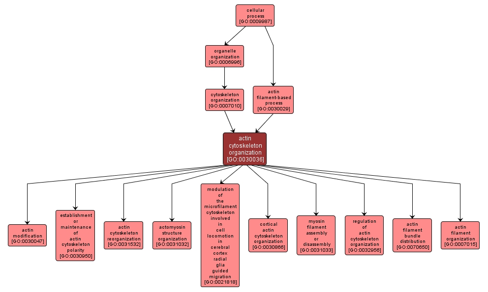 GO:0030036 - actin cytoskeleton organization (interactive image map)