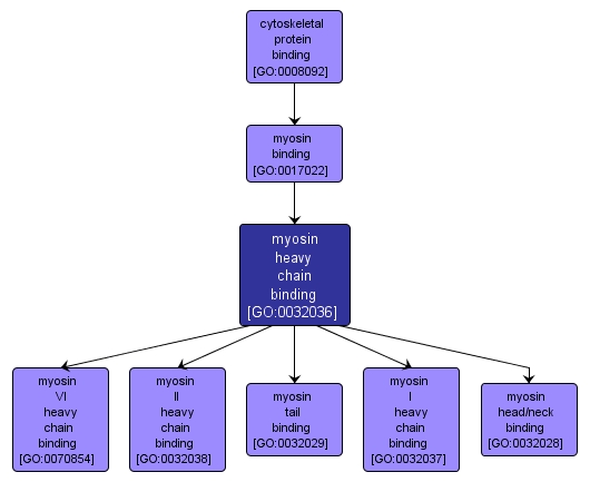 GO:0032036 - myosin heavy chain binding (interactive image map)