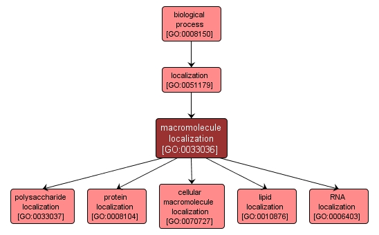 GO:0033036 - macromolecule localization (interactive image map)