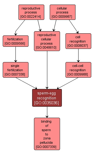 GO:0035036 - sperm-egg recognition (interactive image map)