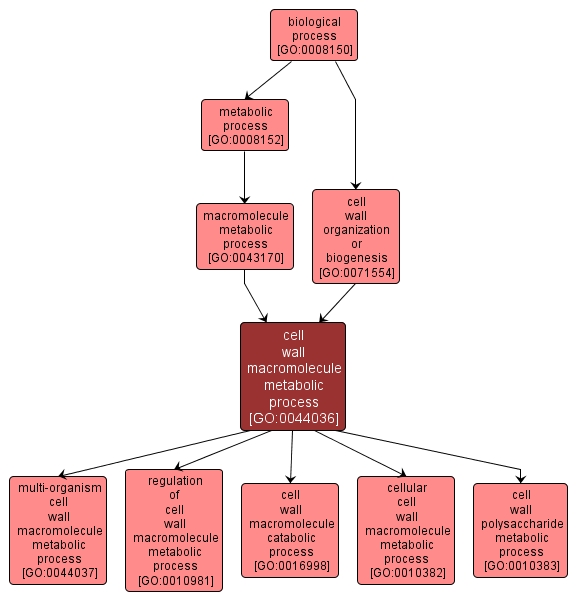 GO:0044036 - cell wall macromolecule metabolic process (interactive image map)