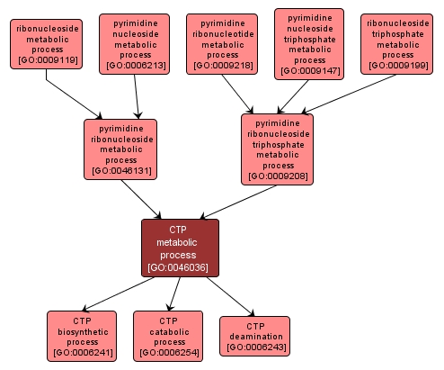 GO:0046036 - CTP metabolic process (interactive image map)