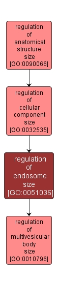 GO:0051036 - regulation of endosome size (interactive image map)