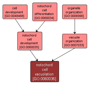 GO:0060036 - notochord cell vacuolation (interactive image map)