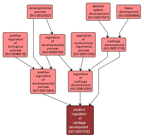 GO:0061036 - positive regulation of cartilage development (interactive image map)