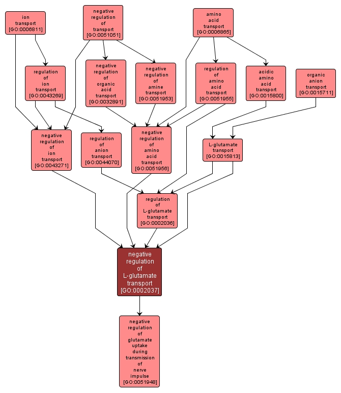 GO:0002037 - negative regulation of L-glutamate transport (interactive image map)