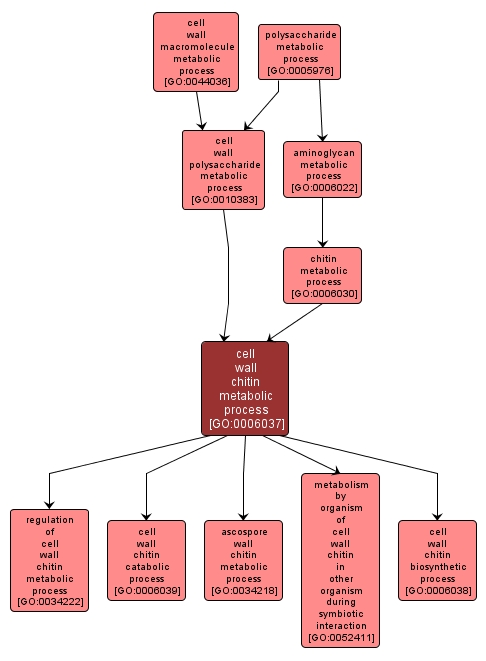 GO:0006037 - cell wall chitin metabolic process (interactive image map)