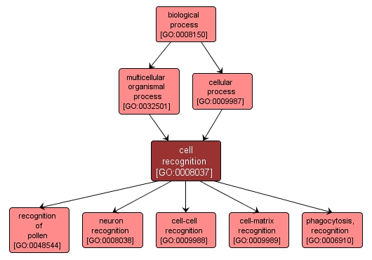 GO:0008037 - cell recognition (interactive image map)