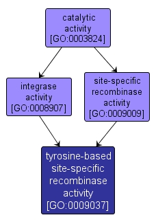 GO:0009037 - tyrosine-based site-specific recombinase activity (interactive image map)