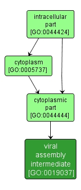 GO:0019037 - viral assembly intermediate (interactive image map)