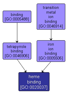 GO:0020037 - heme binding (interactive image map)