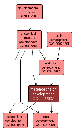 GO:0022037 - metencephalon development (interactive image map)