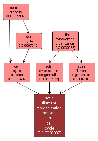 GO:0030037 - actin filament reorganization involved in cell cycle (interactive image map)