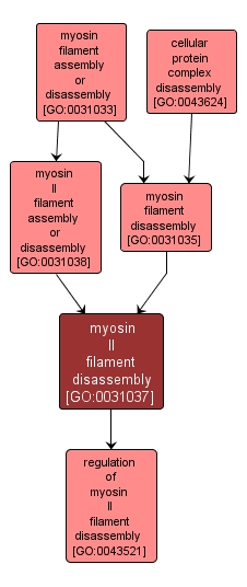 GO:0031037 - myosin II filament disassembly (interactive image map)
