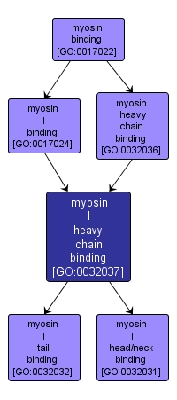 GO:0032037 - myosin I heavy chain binding (interactive image map)