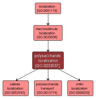 GO:0033037 - polysaccharide localization (interactive image map)