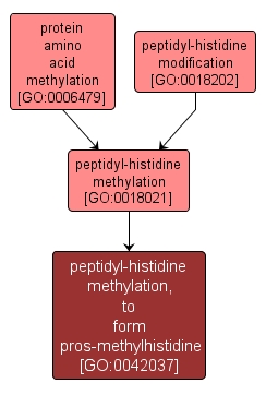 GO:0042037 - peptidyl-histidine methylation, to form pros-methylhistidine (interactive image map)