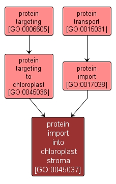 GO:0045037 - protein import into chloroplast stroma (interactive image map)