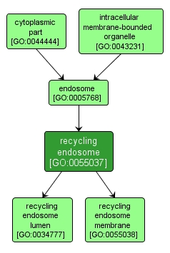 GO:0055037 - recycling endosome (interactive image map)