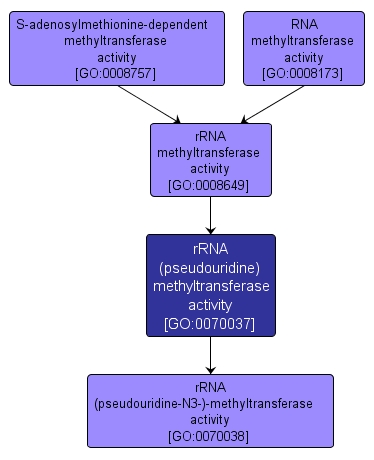 GO:0070037 - rRNA (pseudouridine) methyltransferase activity (interactive image map)