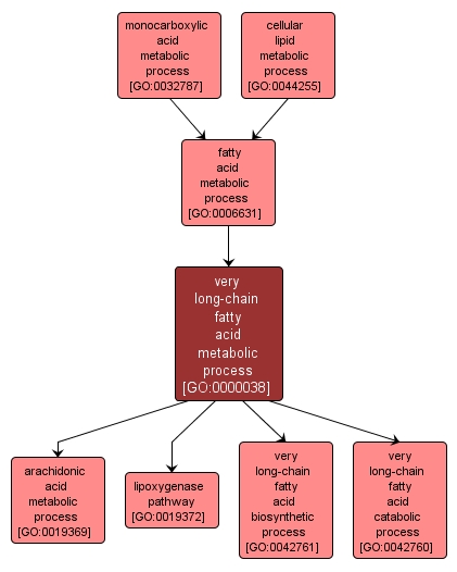 GO:0000038 - very long-chain fatty acid metabolic process (interactive image map)