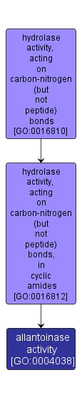 GO:0004038 - allantoinase activity (interactive image map)