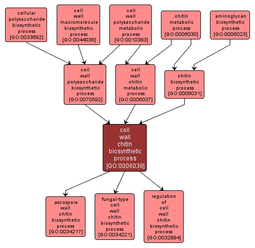 GO:0006038 - cell wall chitin biosynthetic process (interactive image map)