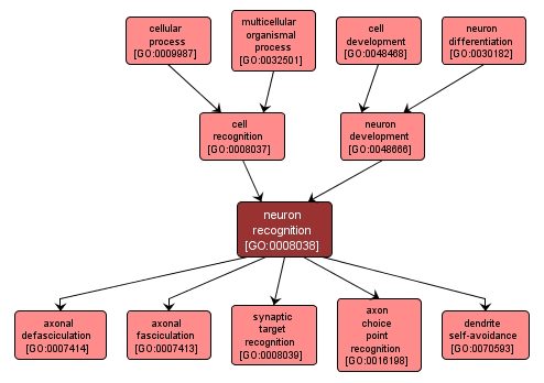 GO:0008038 - neuron recognition (interactive image map)