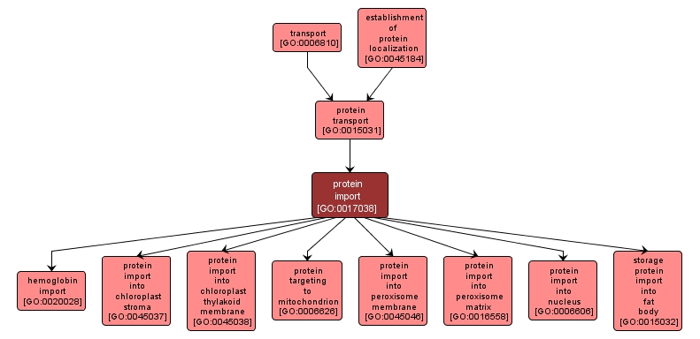 GO:0017038 - protein import (interactive image map)