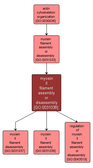 GO:0031038 - myosin II filament assembly or disassembly (interactive image map)
