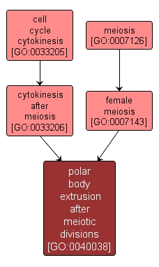 GO:0040038 - polar body extrusion after meiotic divisions (interactive image map)