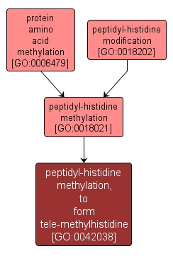 GO:0042038 - peptidyl-histidine methylation, to form tele-methylhistidine (interactive image map)
