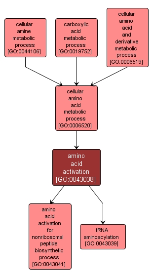 GO:0043038 - amino acid activation (interactive image map)