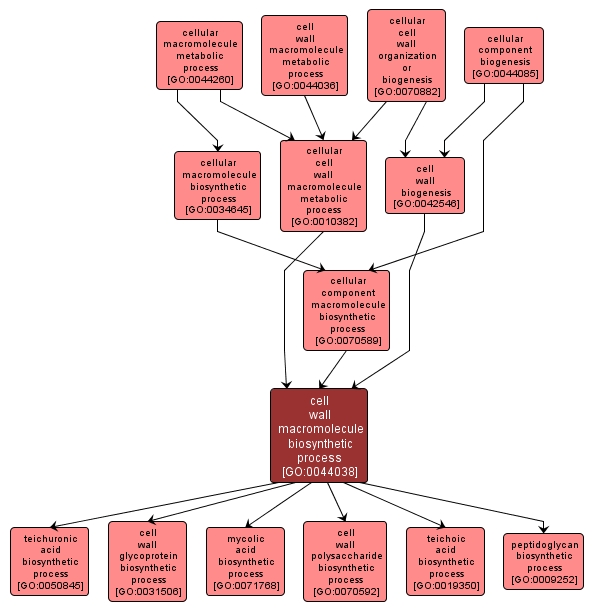 GO:0044038 - cell wall macromolecule biosynthetic process (interactive image map)