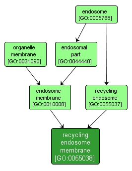 GO:0055038 - recycling endosome membrane (interactive image map)