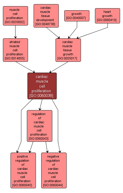 GO:0060038 - cardiac muscle cell proliferation (interactive image map)