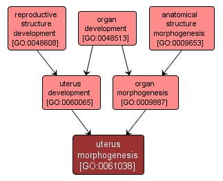 GO:0061038 - uterus morphogenesis (interactive image map)