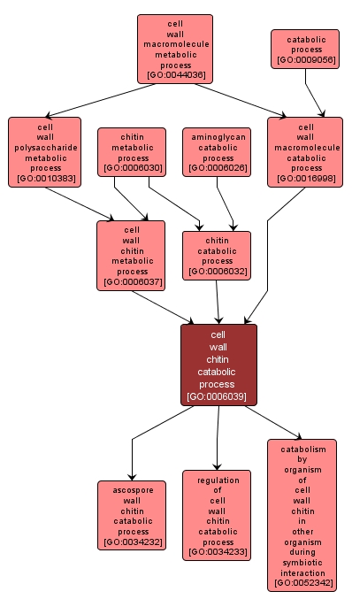 GO:0006039 - cell wall chitin catabolic process (interactive image map)