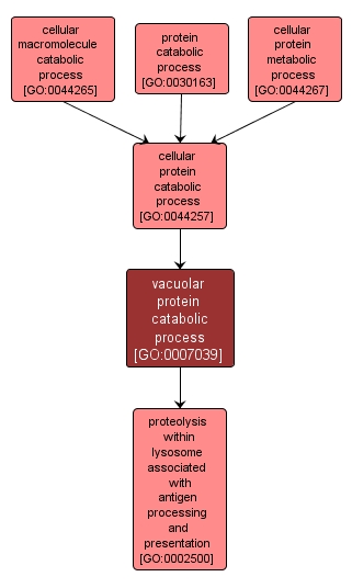 GO:0007039 - vacuolar protein catabolic process (interactive image map)