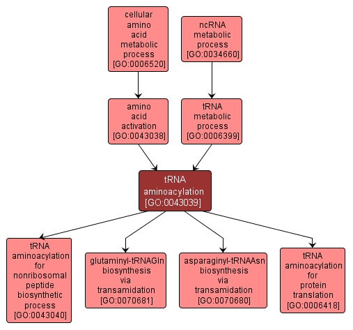 GO:0043039 - tRNA aminoacylation (interactive image map)