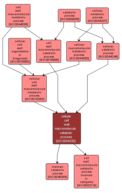 GO:0044039 - cellular cell wall macromolecule catabolic process (interactive image map)