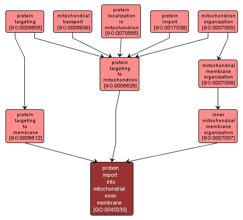 GO:0045039 - protein import into mitochondrial inner membrane (interactive image map)