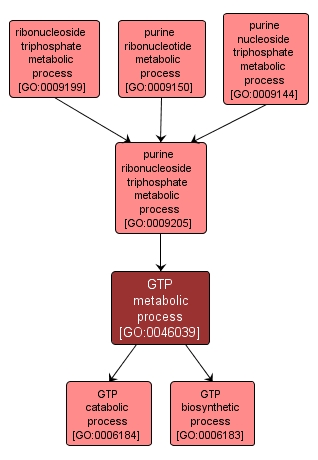 GO:0046039 - GTP metabolic process (interactive image map)