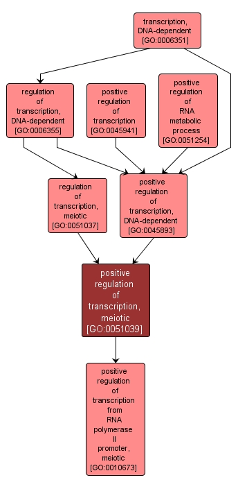 GO:0051039 - positive regulation of transcription, meiotic (interactive image map)