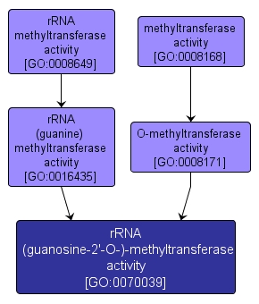 GO:0070039 - rRNA (guanosine-2'-O-)-methyltransferase activity (interactive image map)